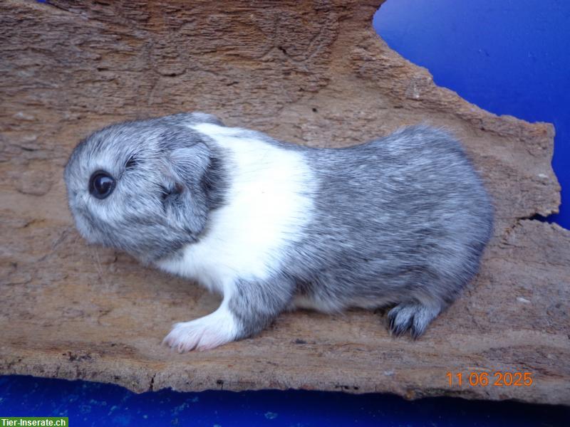 Bild 2: Meerschweinchen in vielen Farben & Rassen suchen ein Zuhause