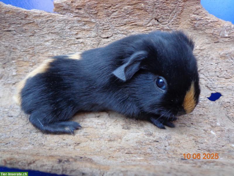 Bild 3: Meerschweinchen in vielen Farben & Rassen suchen ein Zuhause