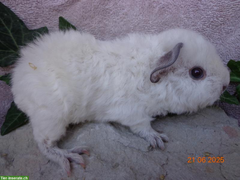 Bild 4: Meerschweinchen in vielen Farben & Rassen suchen ein Zuhause