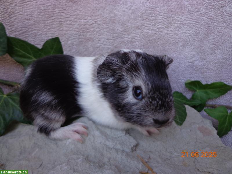 Bild 5: Meerschweinchen in vielen Farben & Rassen suchen ein Zuhause
