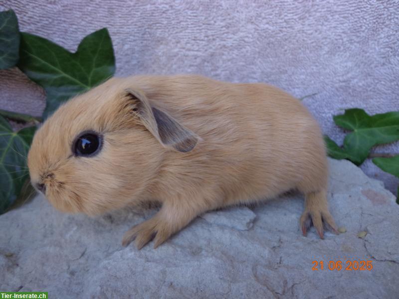 Bild 6: Meerschweinchen in vielen Farben & Rassen suchen ein Zuhause