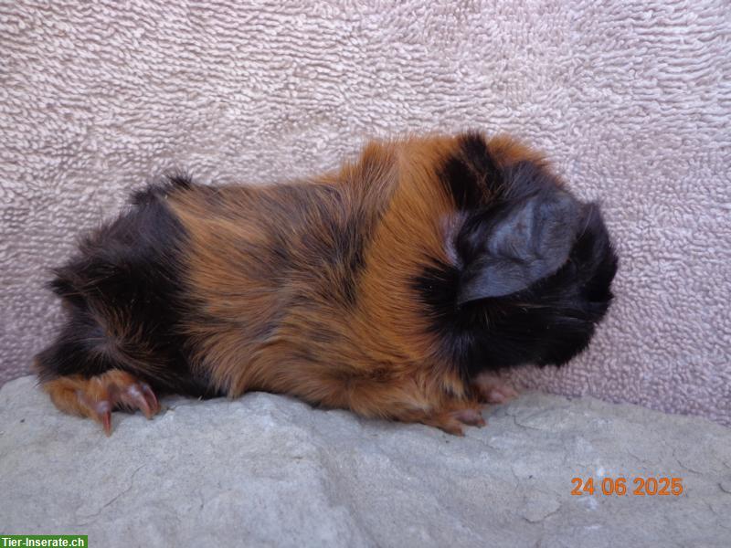 Bild 8: Meerschweinchen in vielen Farben & Rassen suchen ein Zuhause