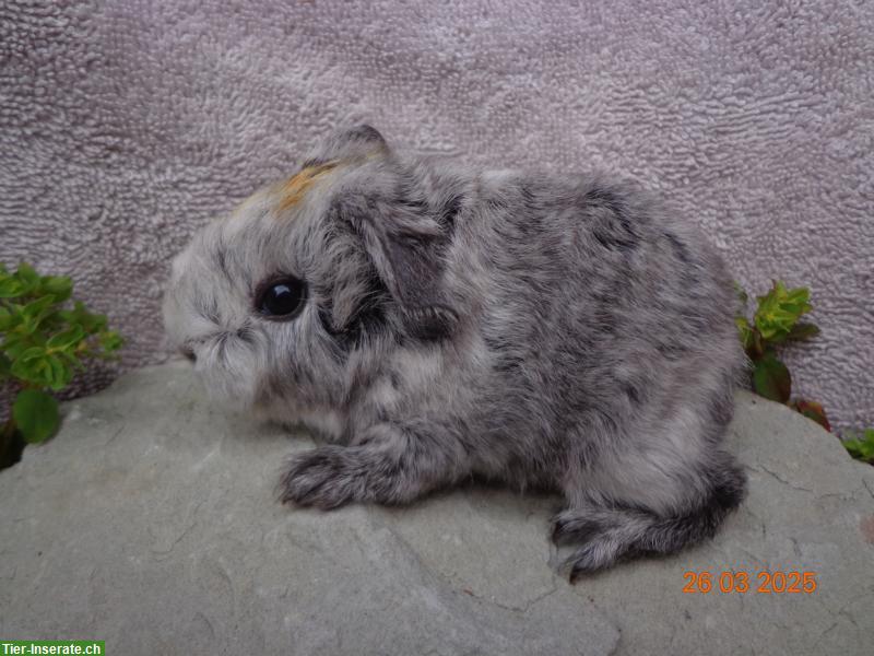 Bild 9: Meerschweinchen in vielen Farben & Rassen suchen ein Zuhause