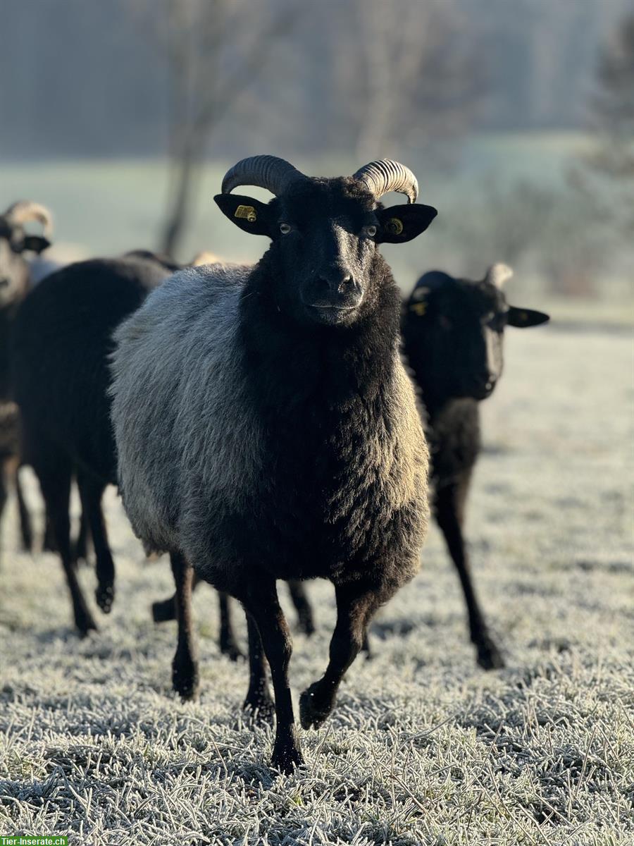 Heidschnucken Schafe, grau gehörnt