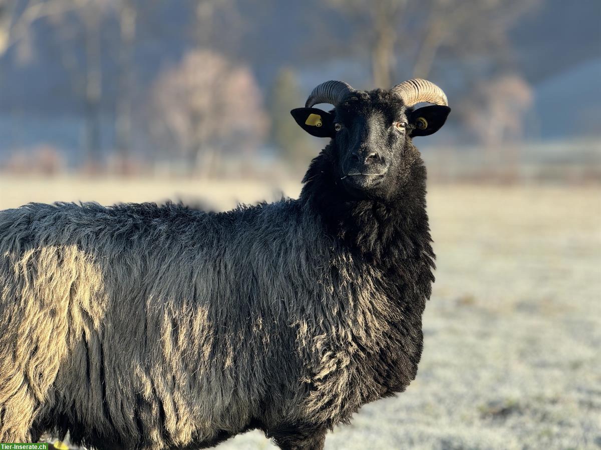 Bild 2: Heidschnucken Schafe, grau gehörnt