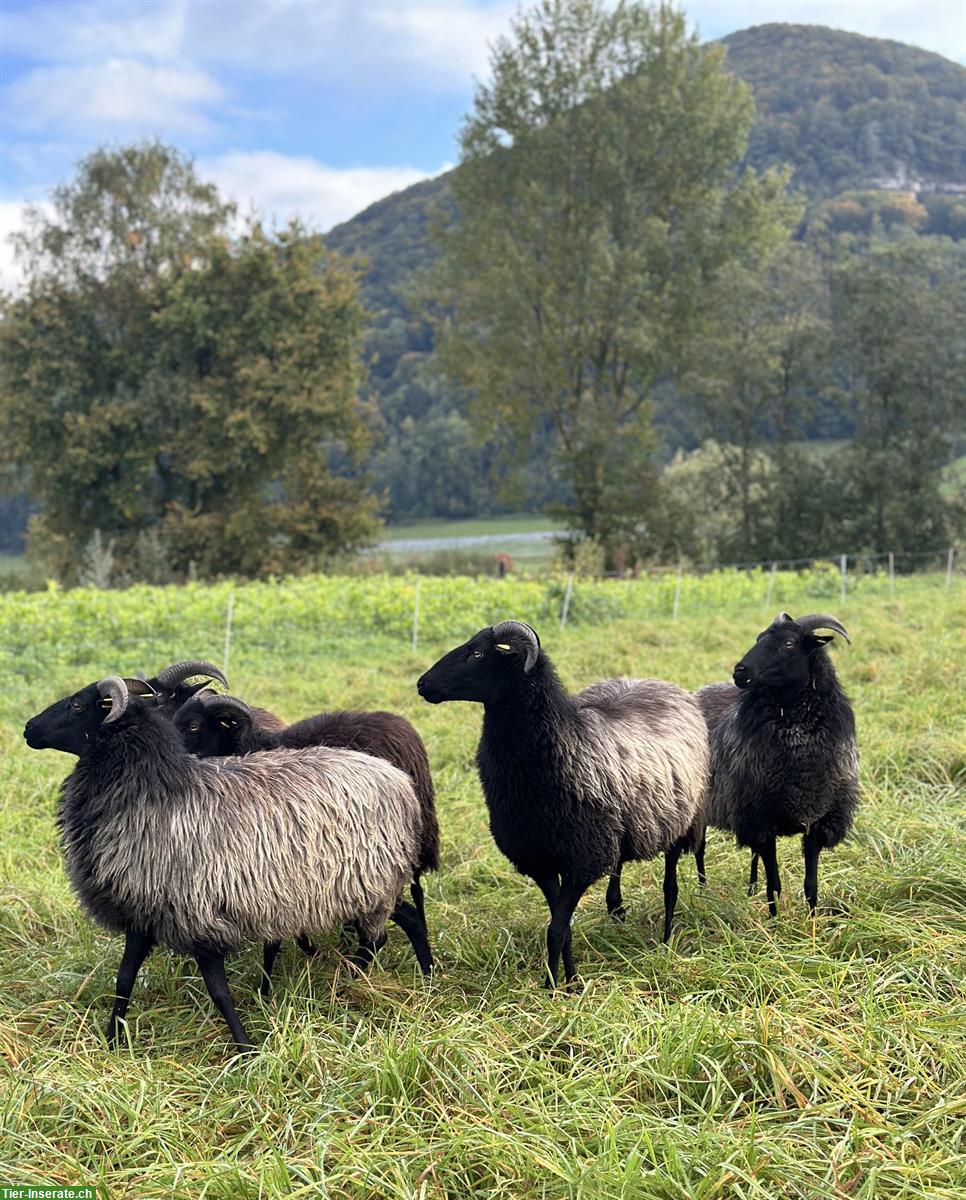 Bild 4: Heidschnucken Schafe, grau gehörnt