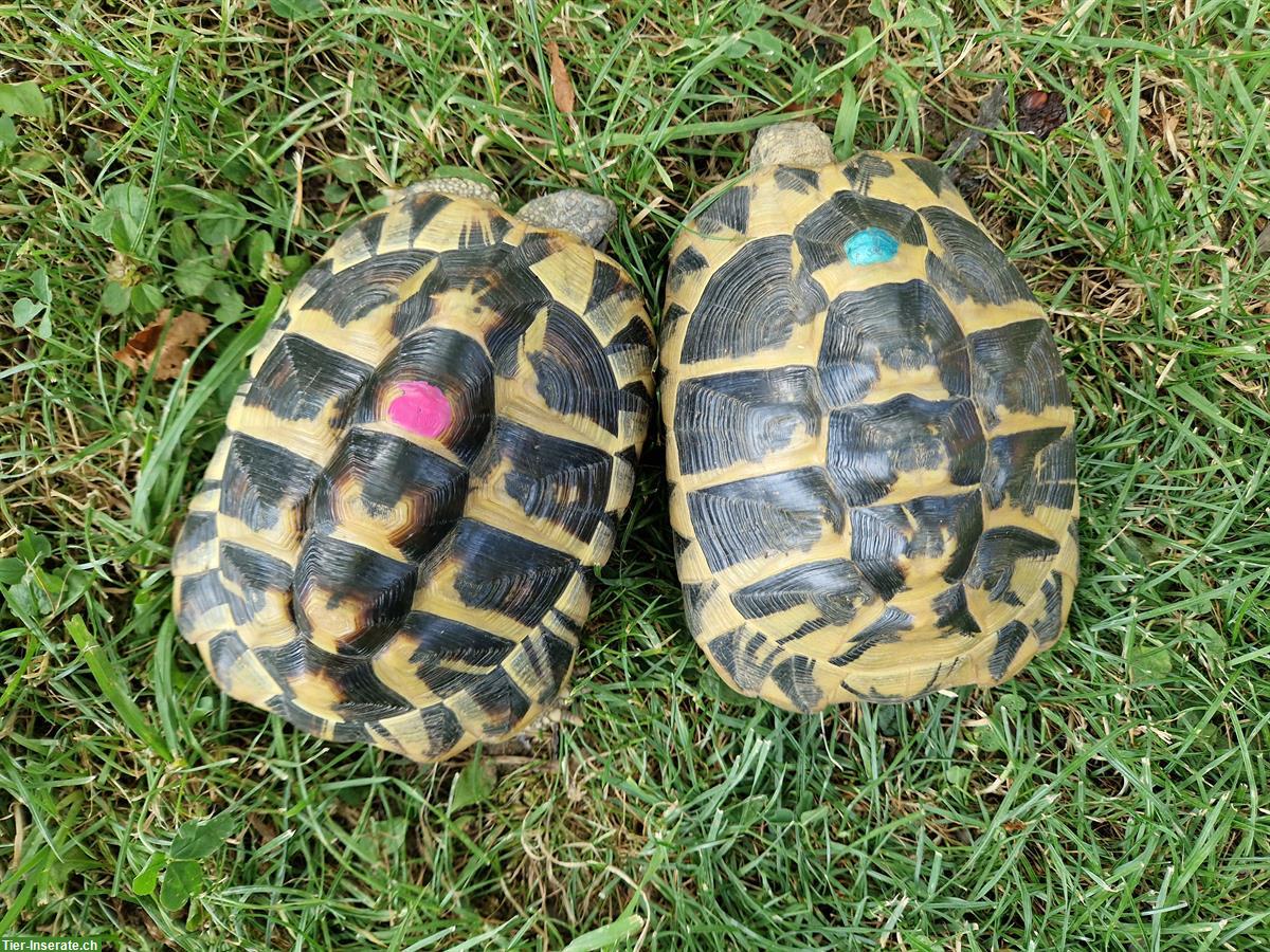Weibliche Griechische Landschildkröten abzugeben