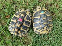 Weibliche Griechische Landschildkröten abzugeben