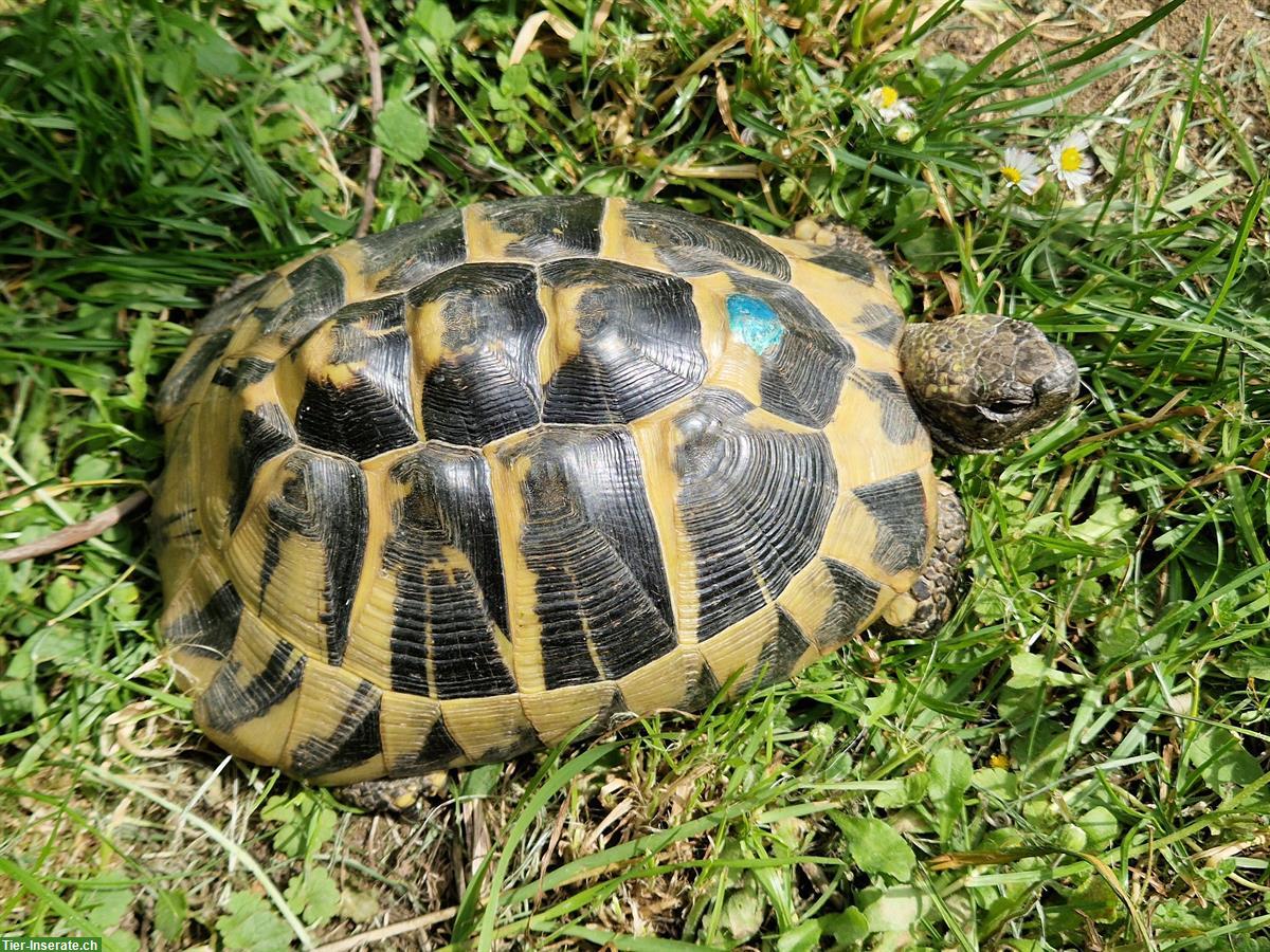 Bild 2: Weibliche Griechische Landschildkröten abzugeben