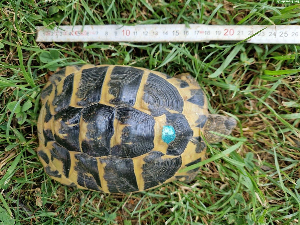 Bild 3: Weibliche Griechische Landschildkröten abzugeben
