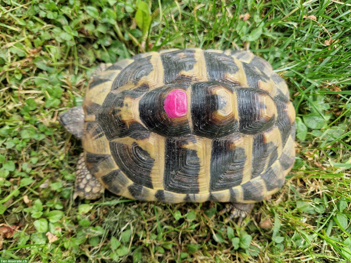 Bild 4: Weibliche Griechische Landschildkröten abzugeben