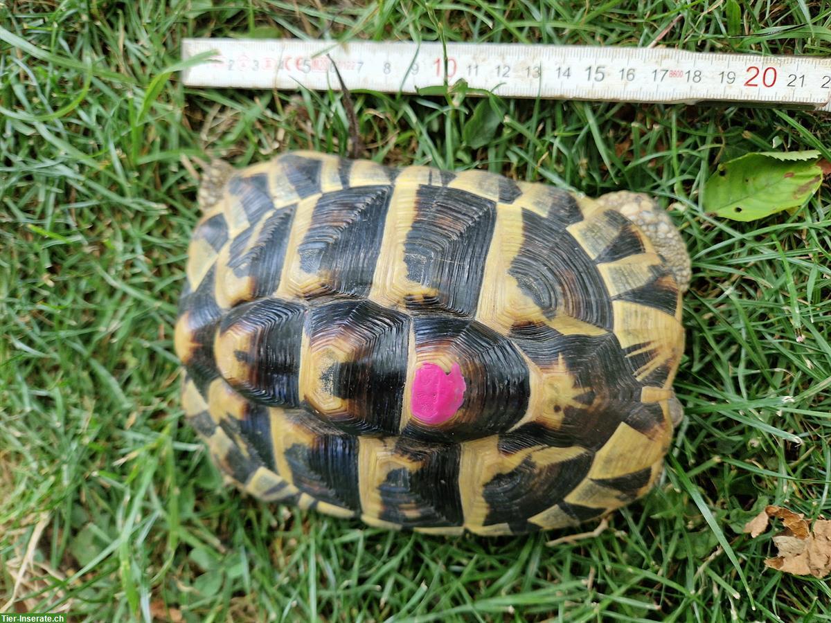 Bild 5: Weibliche Griechische Landschildkröten abzugeben