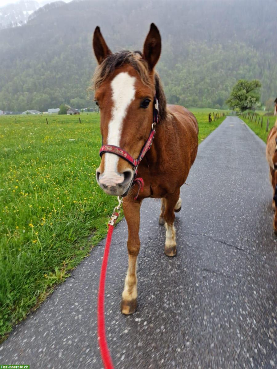 Biete eine Ausreit- und/oder Fahrbeteiligung im Aargau