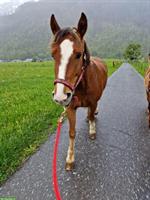 Biete eine Ausreit- und/oder Fahrbeteiligung im Aargau