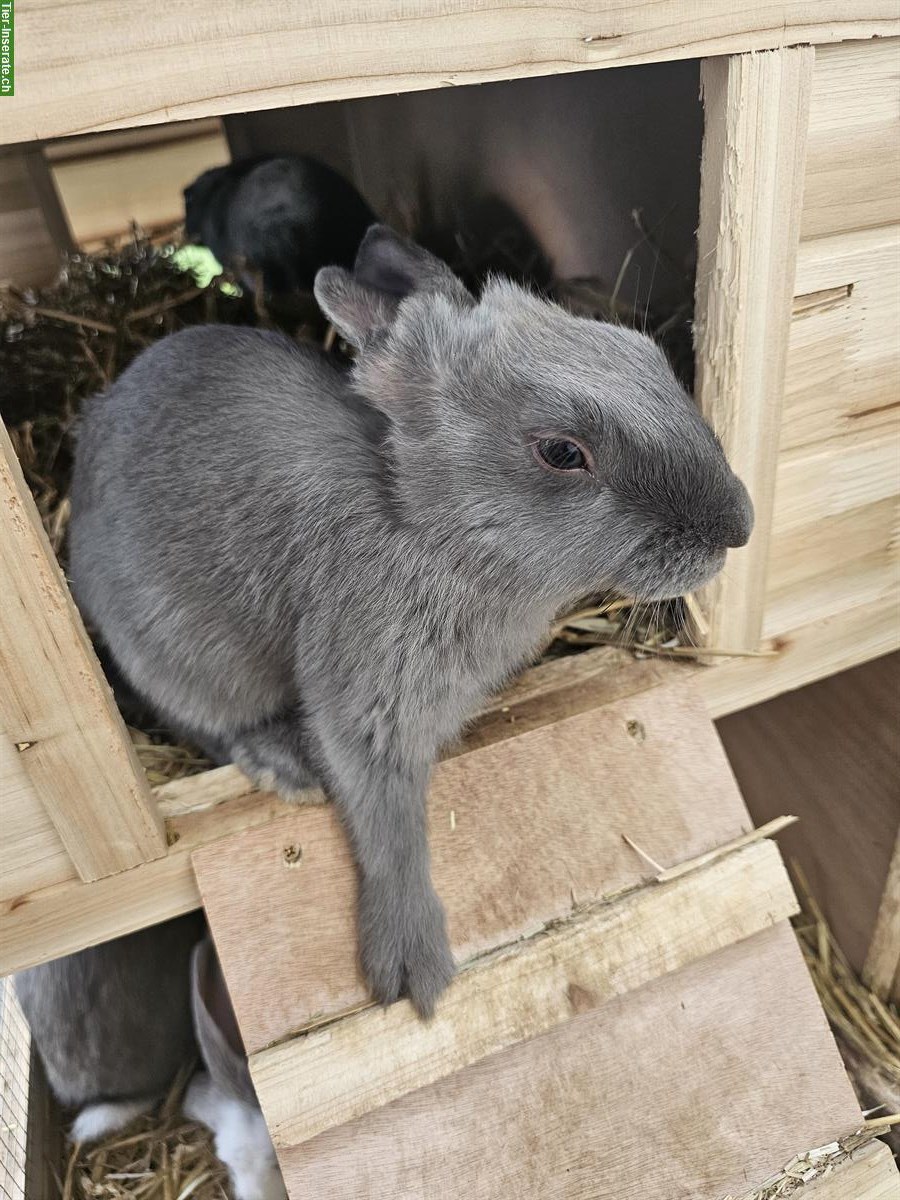 Kaninchen GRATIS abzugeben!
