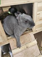 Kaninchen GRATIS abzugeben!