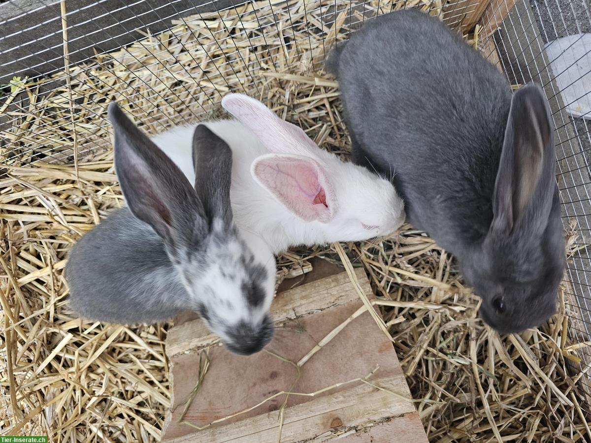 Bild 2: Kaninchen GRATIS abzugeben!