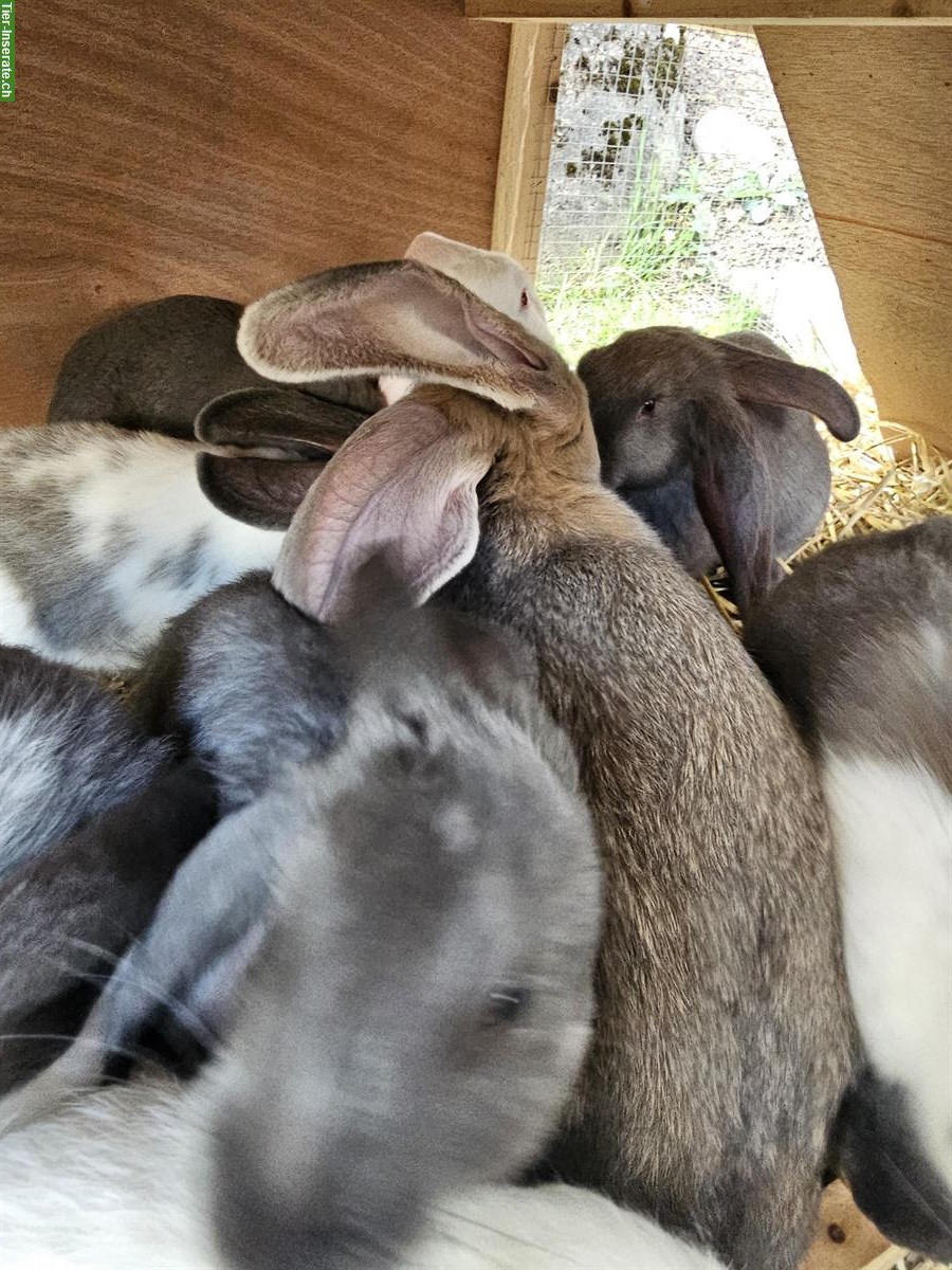 Bild 3: Kaninchen GRATIS abzugeben!