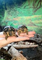 Breitrandschildkröte NZ zu verkaufen