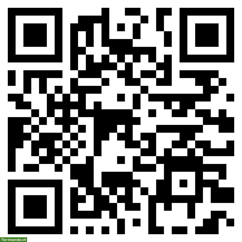 Bild 3: Breitrandschildkröte NZ zu verkaufen