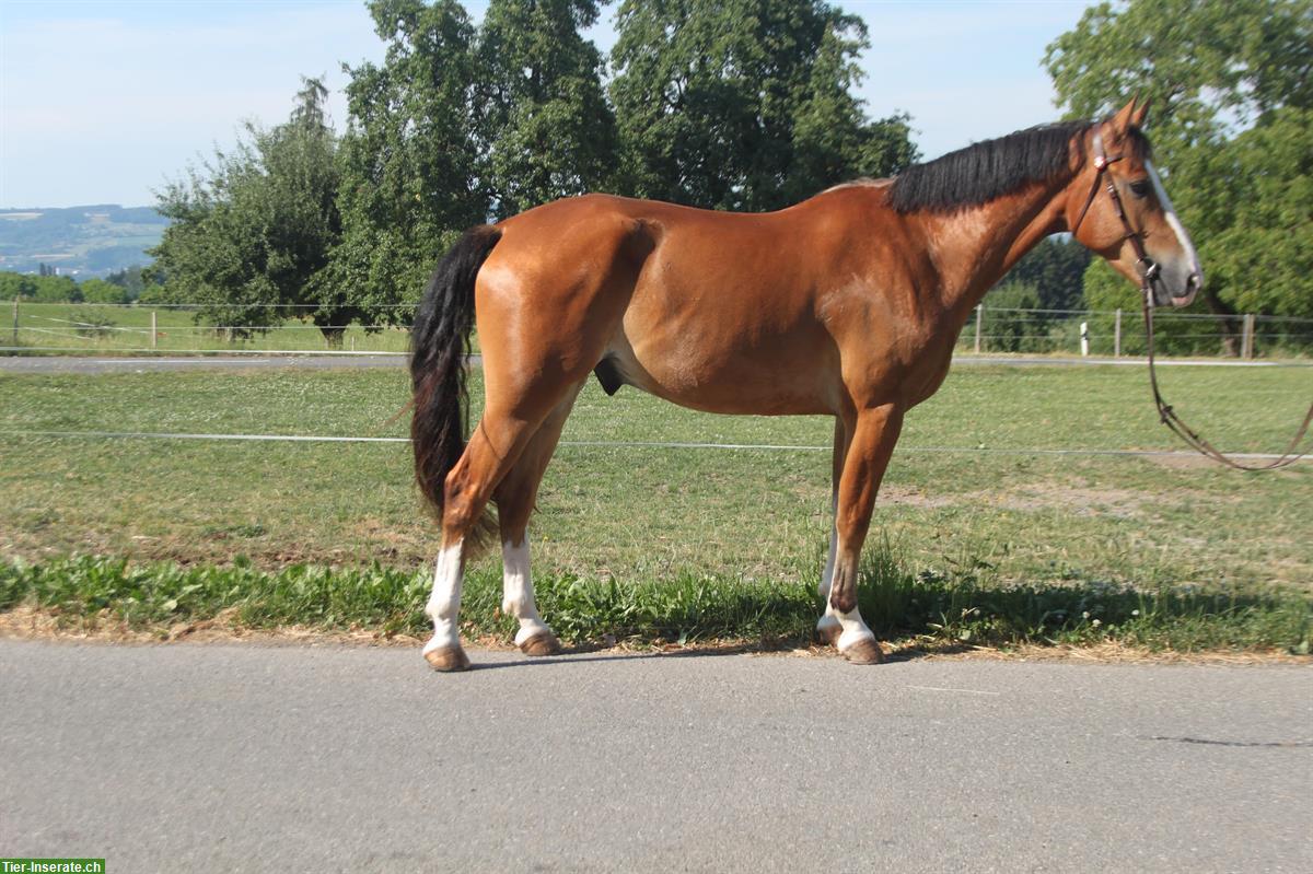 Bild 2: Talentierter, grosser Freiberger Wallach, 5-jährig