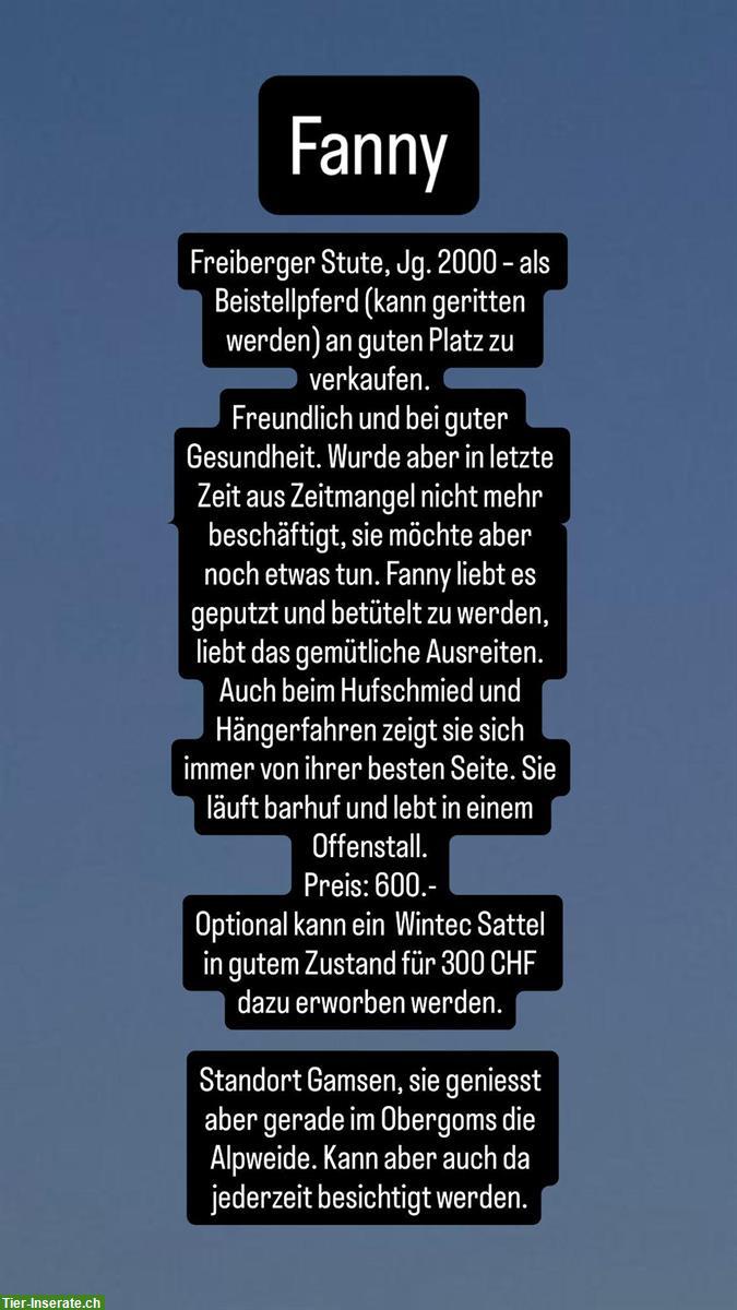 Bild 2: Liebe, ältere Freiberger Stute zu verkaufen