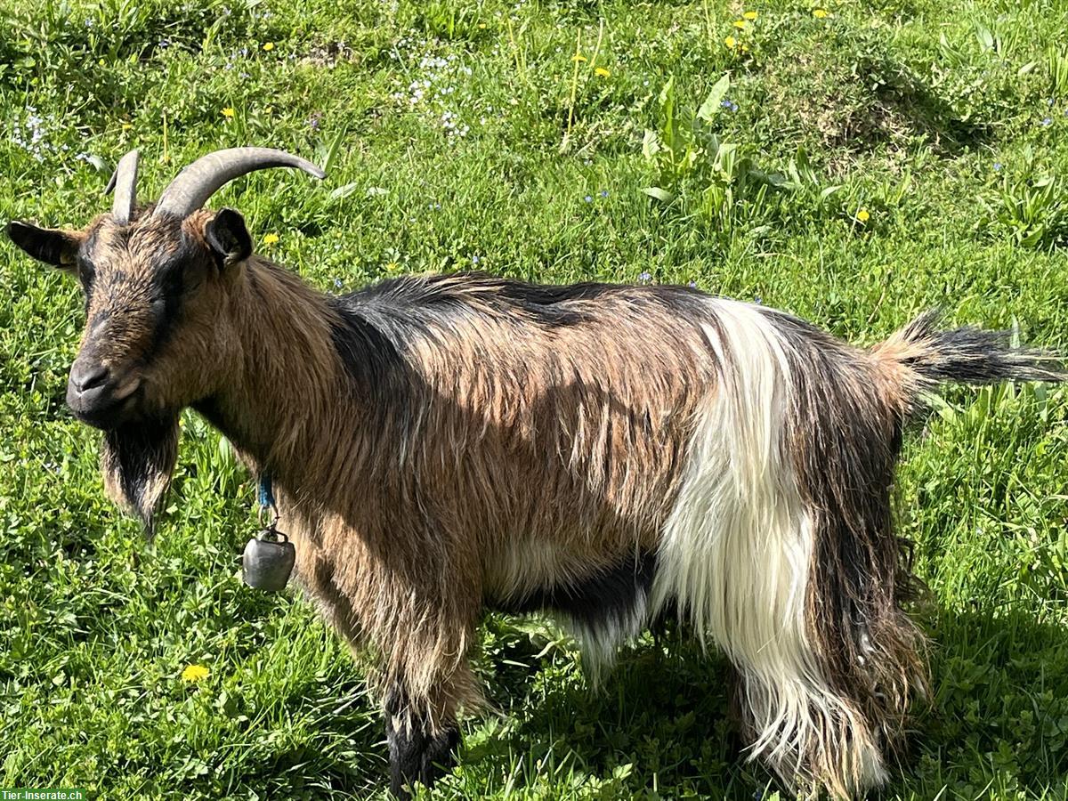 2 Ziegen günstig abzugeben