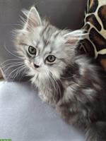 Chinchilla Perser x Heilige Birma Mix😻