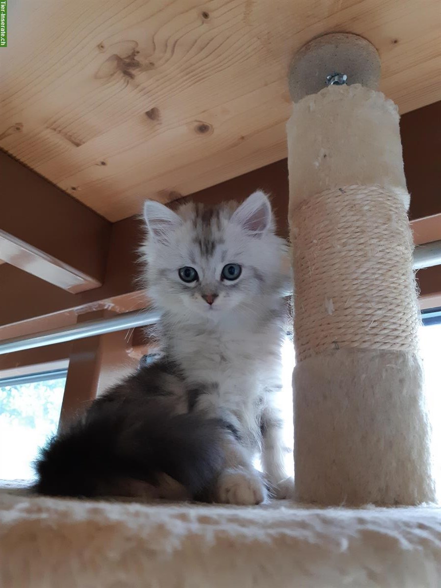 Bild 2: Chinchilla Perser x Heilige Birma Mix😻