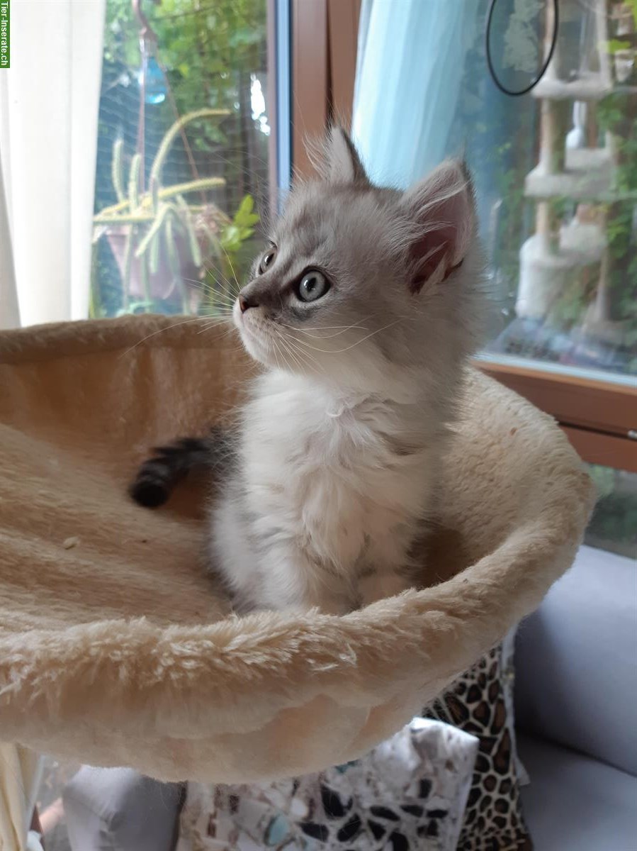 Bild 4: Chinchilla Perser x Heilige Birma Mix😻