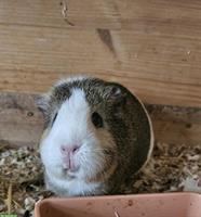 3-jährige Meerschweinchen zu verschenken