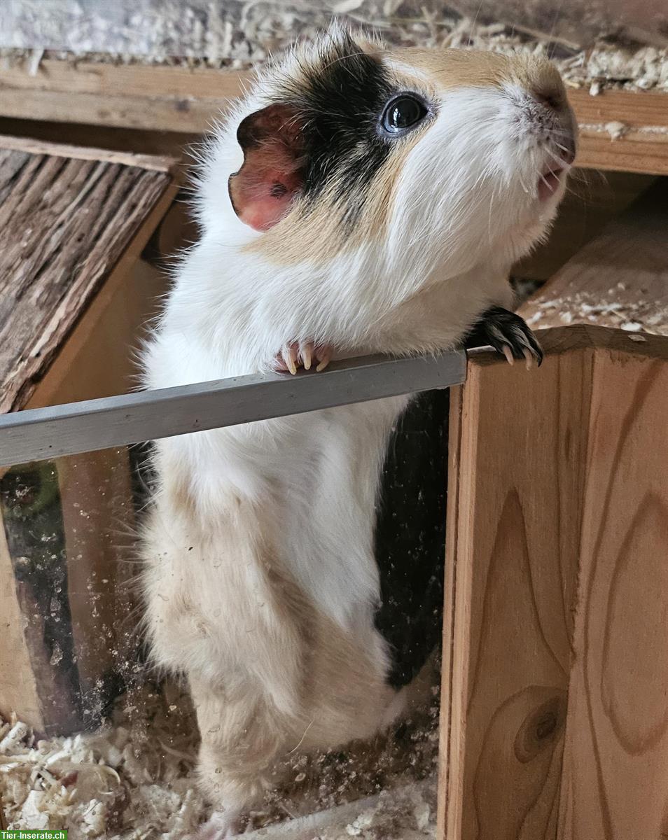 Bild 2: 3-jährige Meerschweinchen zu verschenken