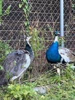 Pfau Hahn und Henne suchen wunderschönen Lebensplatz!