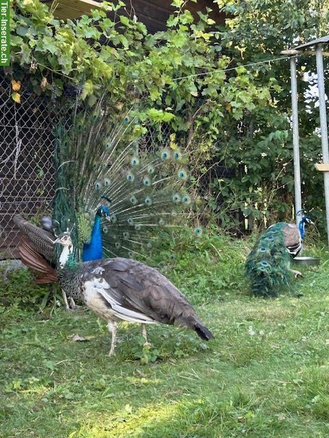 Bild 4: Blau Pfauen Paar, Hahn + Henne suchen wunderschönen Lebensplatz!