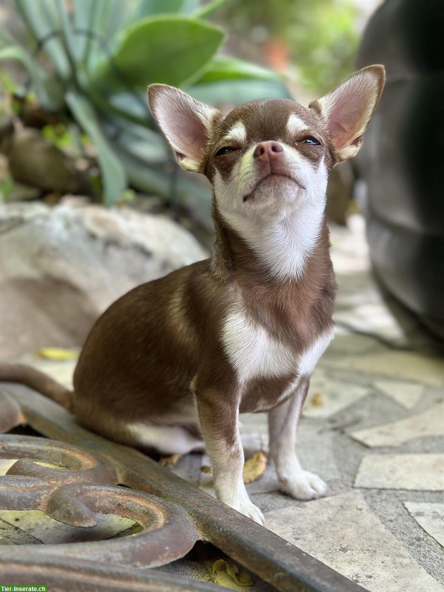 Traumhafter Chihuahua Deckrüde Husky