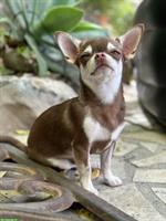 Traumhafter Chihuahua Deckrüde Husky