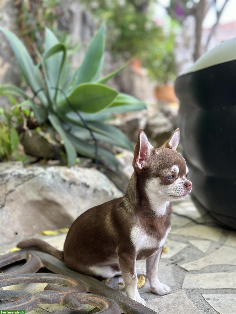Bild 2: Traumhafter Chihuahua Deckrüde Husky