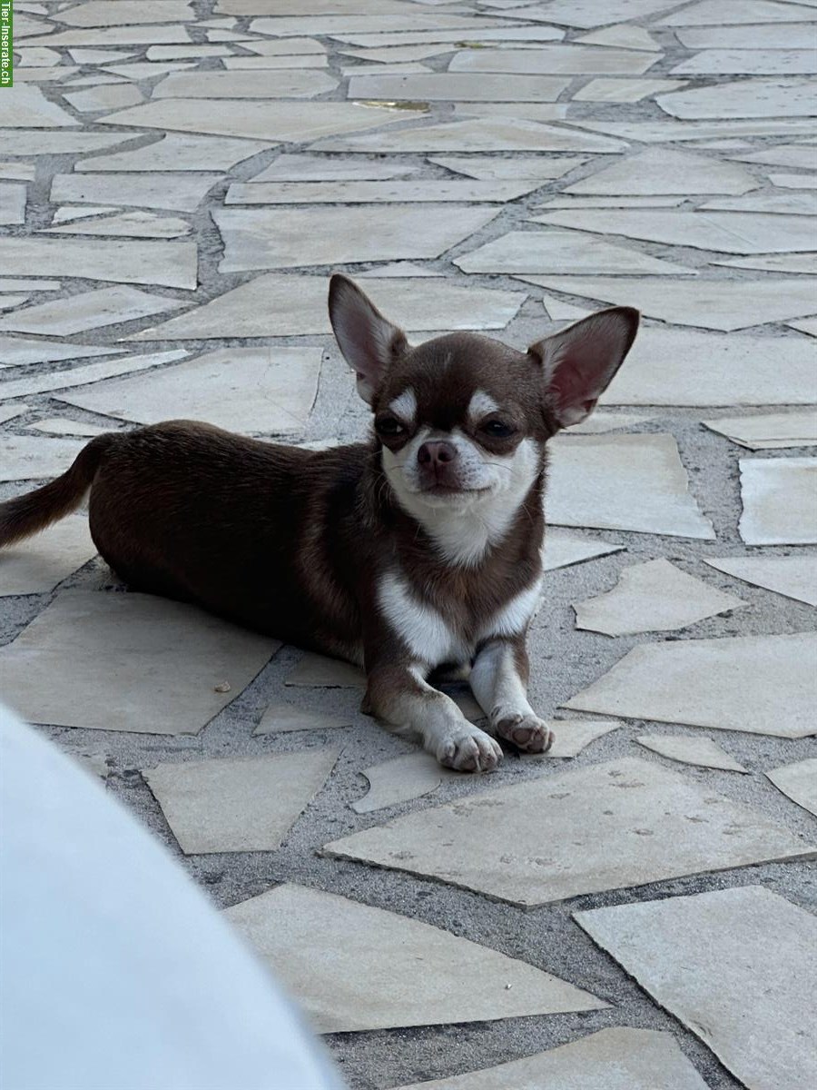 Bild 3: Traumhafter Chihuahua Deckrüde Husky