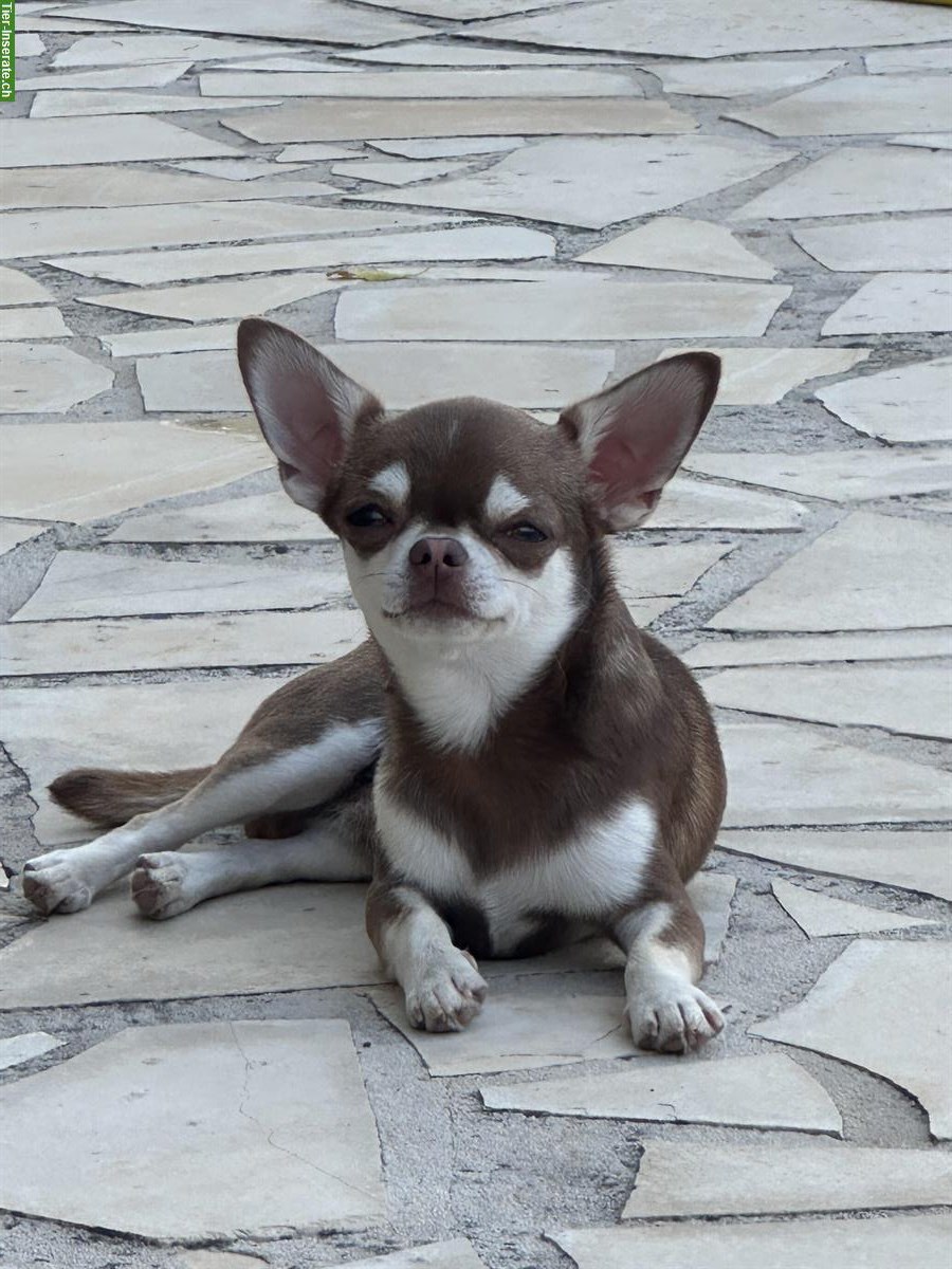 Bild 4: Traumhafter Chihuahua Deckrüde Husky