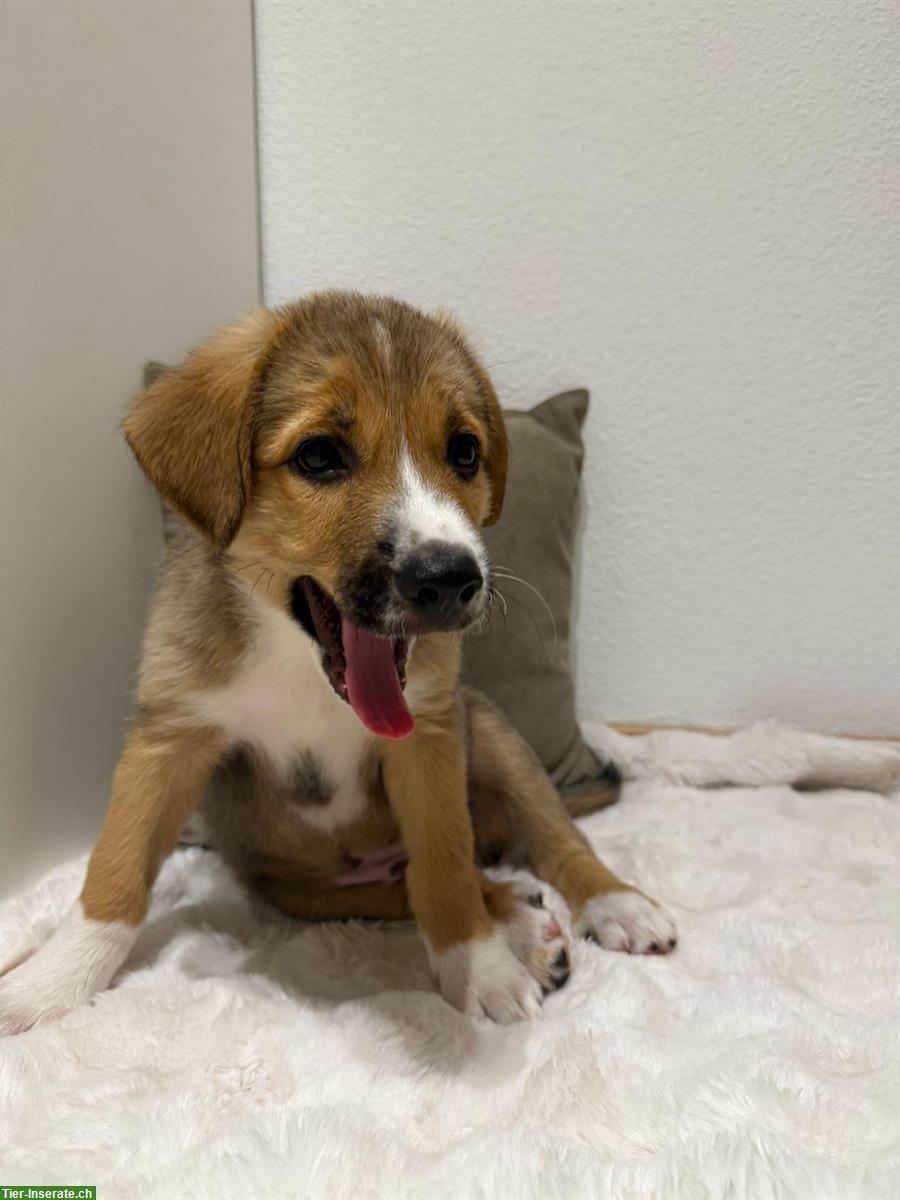 Kleine Hirtenhund Welpen suchen ein «für Immer» Zuhause