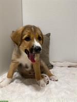 Kleine Hirtenhund Welpen suchen ein «für Immer» Zuhause