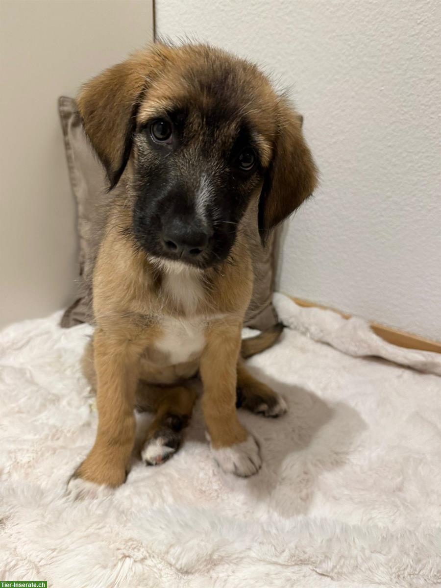 Bild 2: Kleine Hirtenhund Welpen suchen ein «für Immer» Zuhause