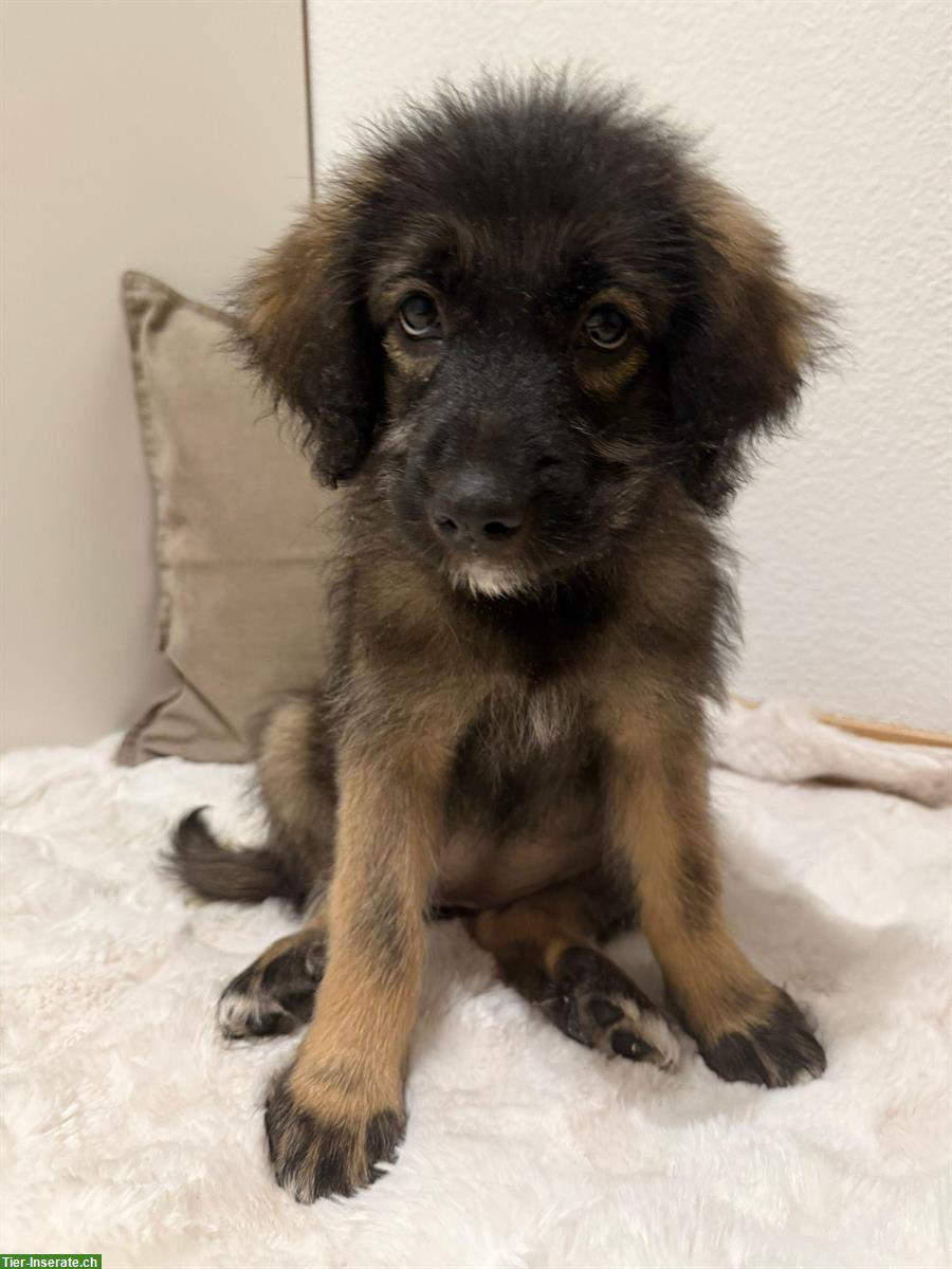 Bild 3: Kleine Hirtenhund Welpen suchen ein «für Immer» Zuhause