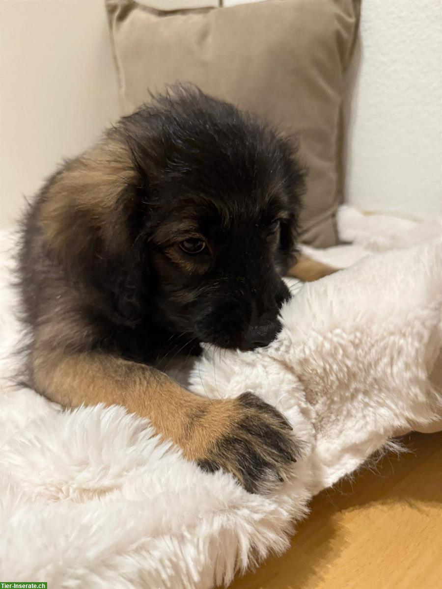 Bild 4: Kleine Hirtenhund Welpen suchen ein «für Immer» Zuhause