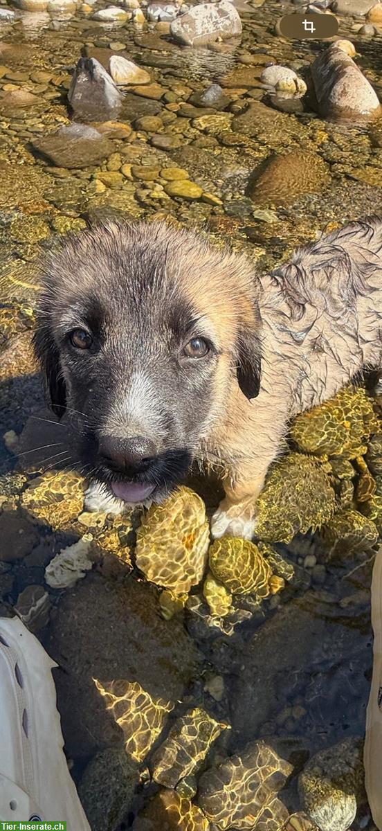 Bild 6: Kleine Hirtenhund Welpen suchen ein «für Immer» Zuhause