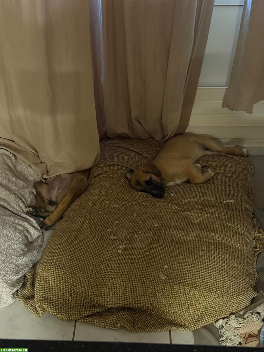 Bild 7: Kleine Hirtenhund Welpen suchen ein «für Immer» Zuhause