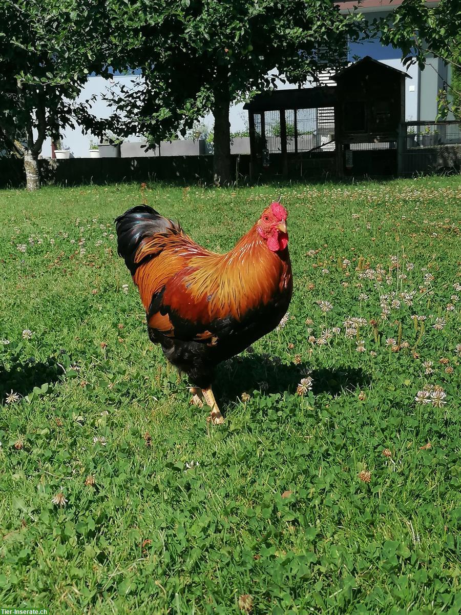 Bild 4: Zwerg-Wyandotten Hahn sucht neues Zuhause