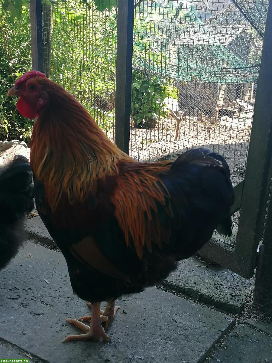 Bild 5: Zwerg-Wyandotten Hahn sucht neues Zuhause