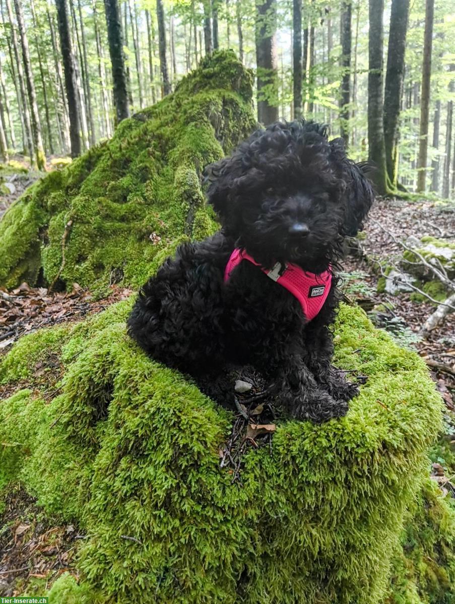 Zuckersüße Maltipoo Welpen aus liebevoller Familienzucht