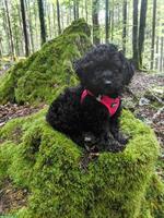 Zuckersüße Maltipoo Welpen aus liebevoller Familienzucht
